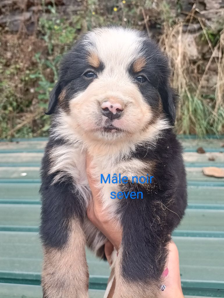 Du Royaume Des Nours - Chiot disponible  - Bouvier Bernois