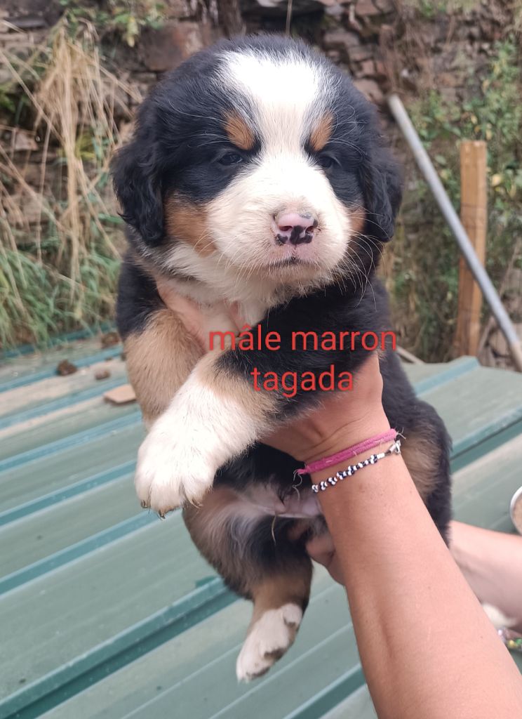 Du Royaume Des Nours - Chiot disponible  - Bouvier Bernois