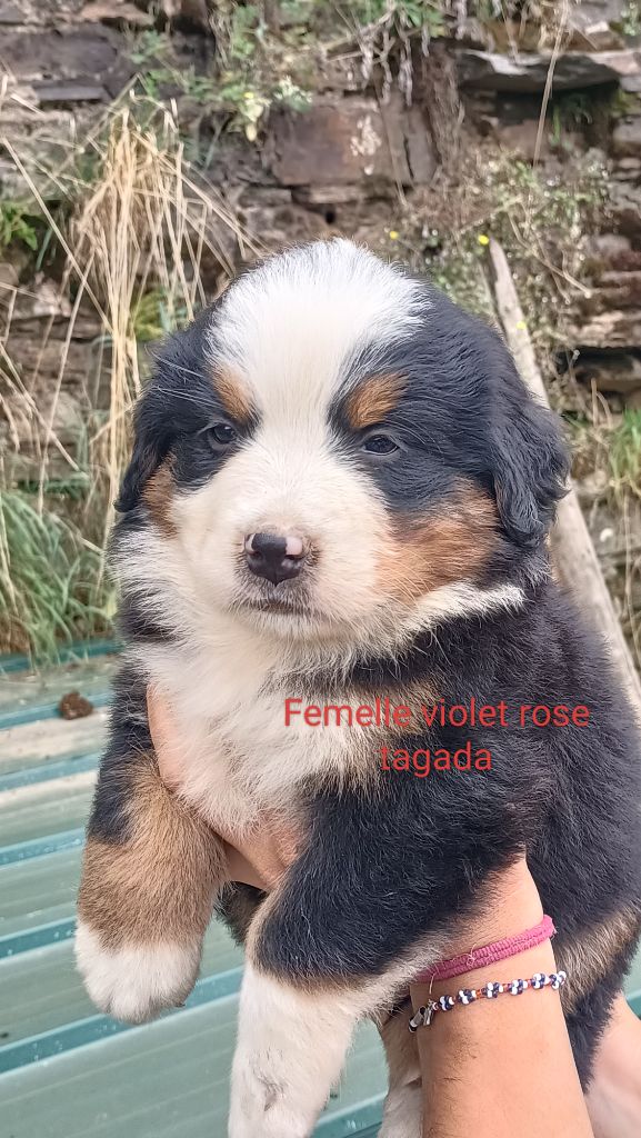 Du Royaume Des Nours - Chiot disponible  - Bouvier Bernois