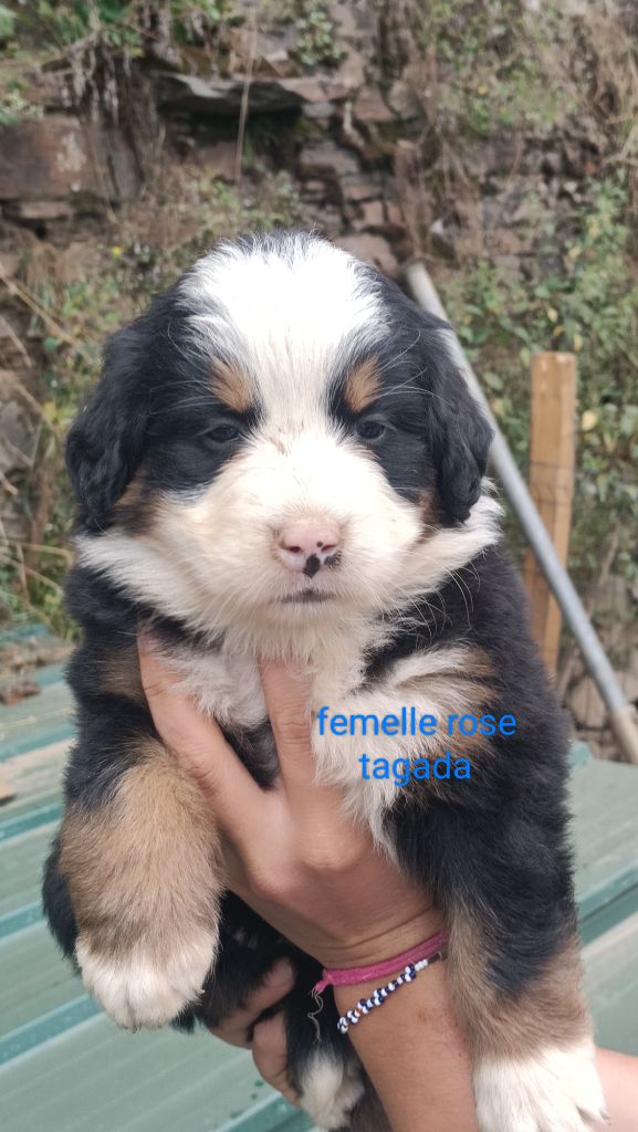 Du Royaume Des Nours - Chiot disponible  - Bouvier Bernois