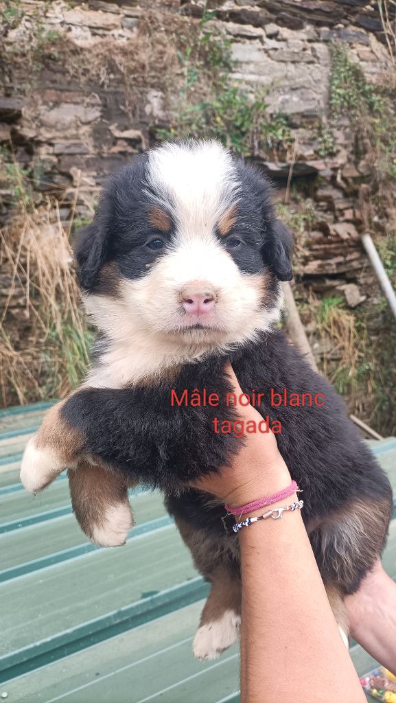 Du Royaume Des Nours - Chiot disponible  - Bouvier Bernois