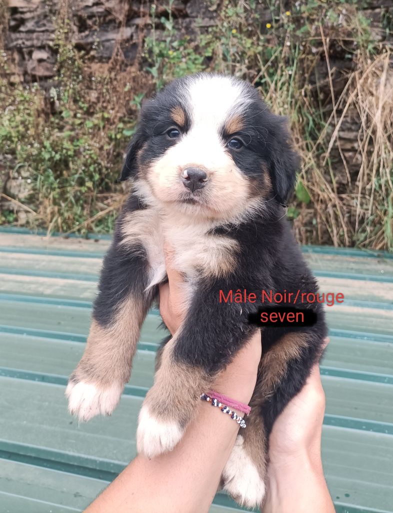 Du Royaume Des Nours - Chiot disponible  - Bouvier Bernois