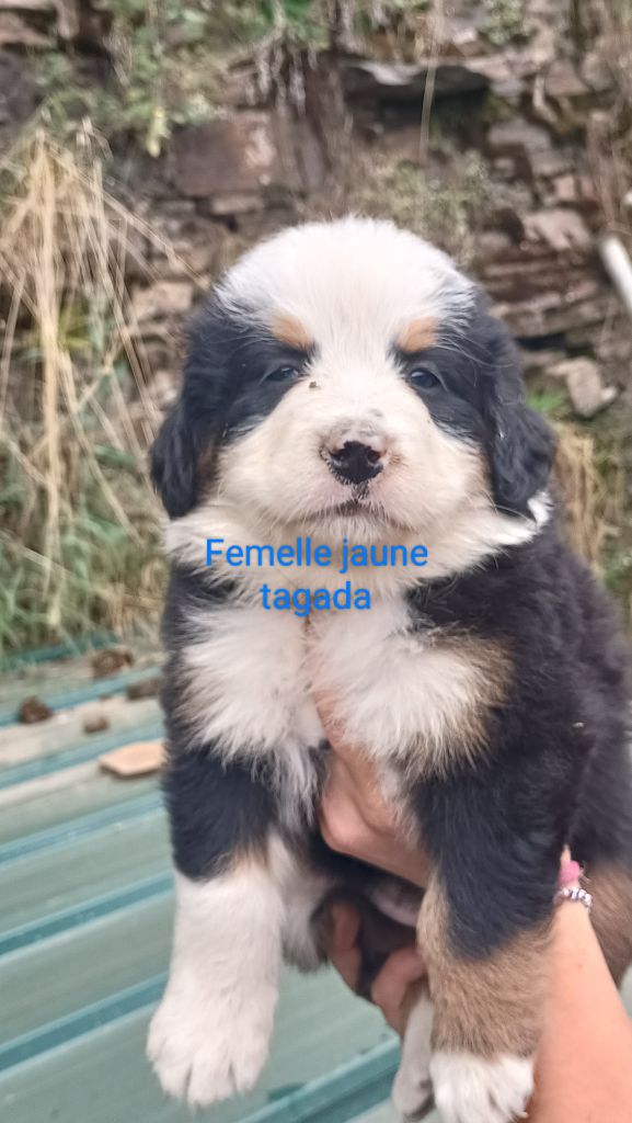 Du Royaume Des Nours - Chiot disponible  - Bouvier Bernois