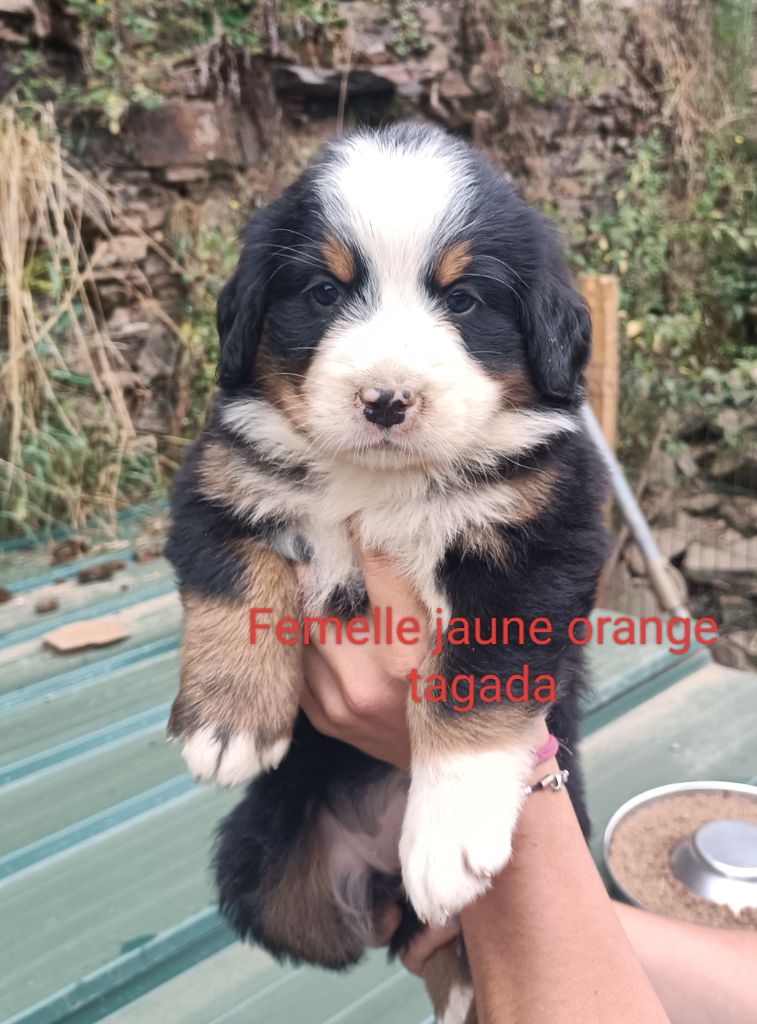 Du Royaume Des Nours - Chiot disponible  - Bouvier Bernois