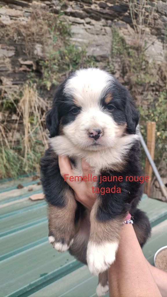 Du Royaume Des Nours - Chiot disponible  - Bouvier Bernois