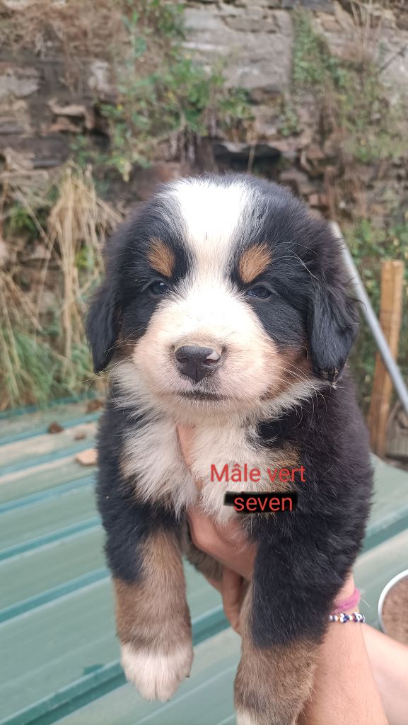 Du Royaume Des Nours - Chiot disponible  - Bouvier Bernois