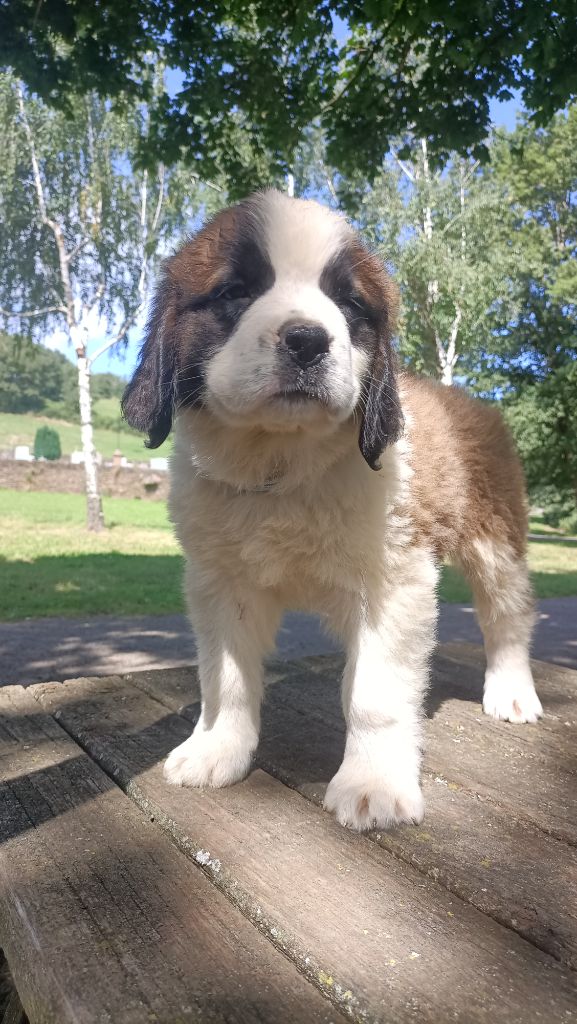 Du Royaume Des Nours - Chiot disponible  - Chien du Saint-Bernard