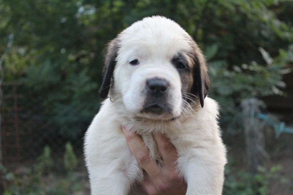 Du Royaume Des Nours - Chiots disponibles - Chien du Saint-Bernard