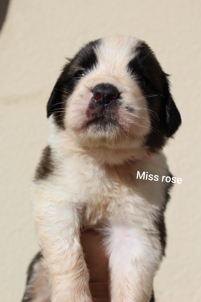 Du Royaume Des Nours - Chiots disponibles - Chien du Saint-Bernard