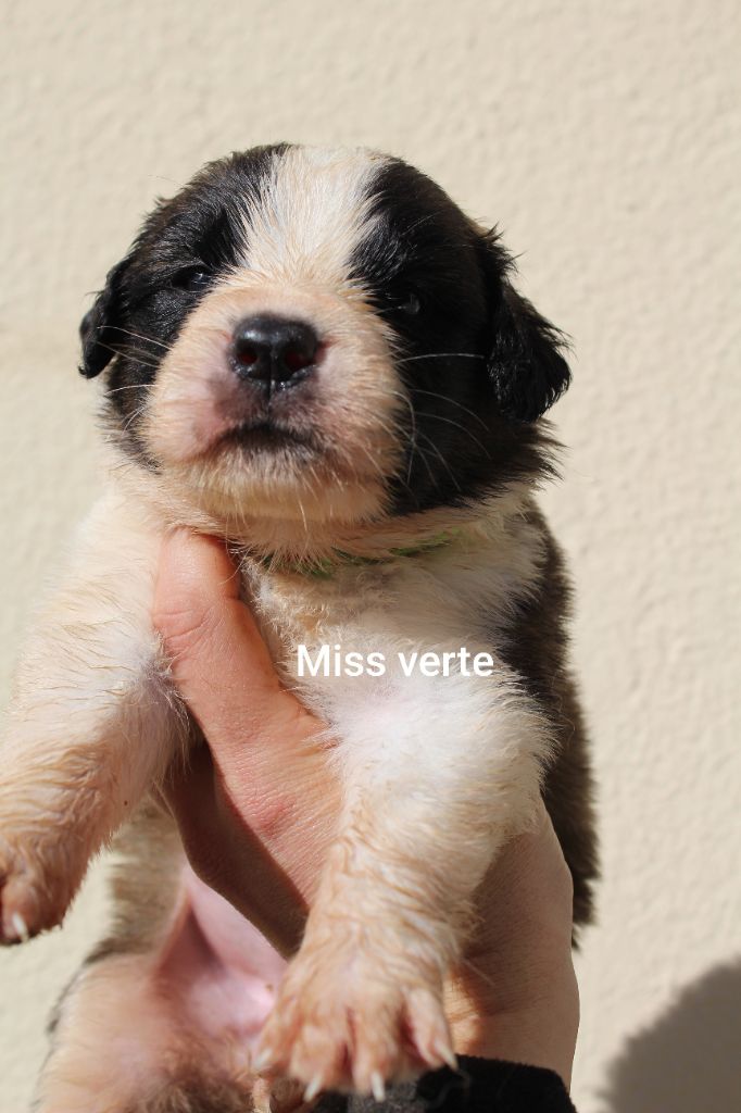 Du Royaume Des Nours - Chiots disponibles - Chien du Saint-Bernard