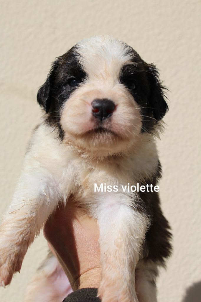 Du Royaume Des Nours - Chiots disponibles - Chien du Saint-Bernard
