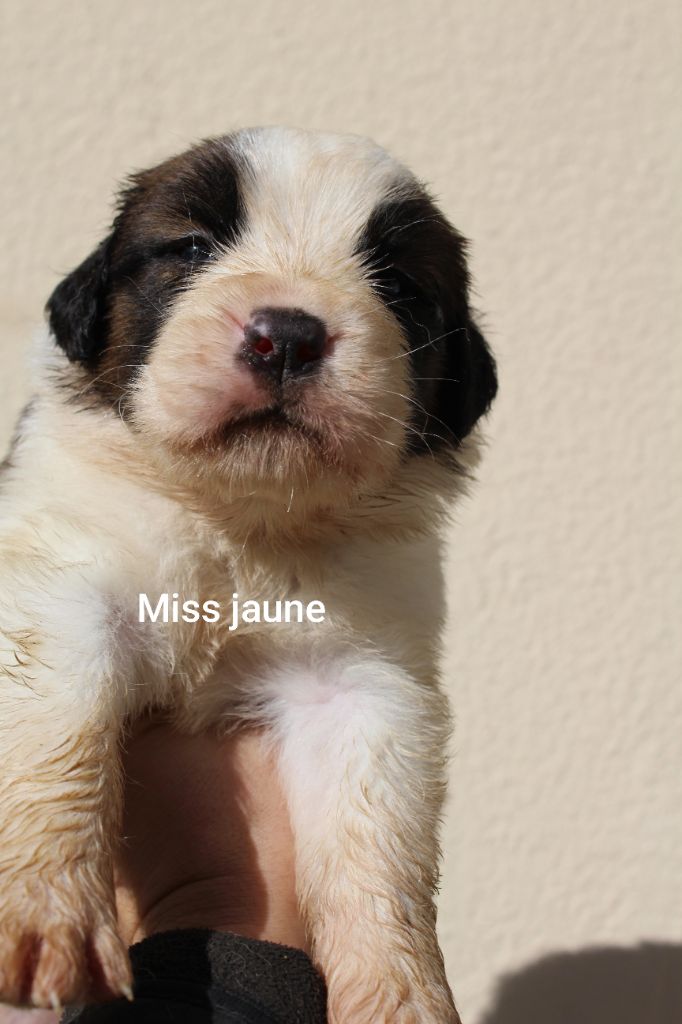 Du Royaume Des Nours - Chiots disponibles - Chien du Saint-Bernard