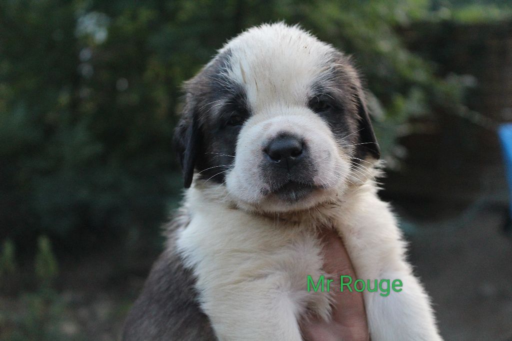 Du Royaume Des Nours - Chiots disponibles - Chien du Saint-Bernard