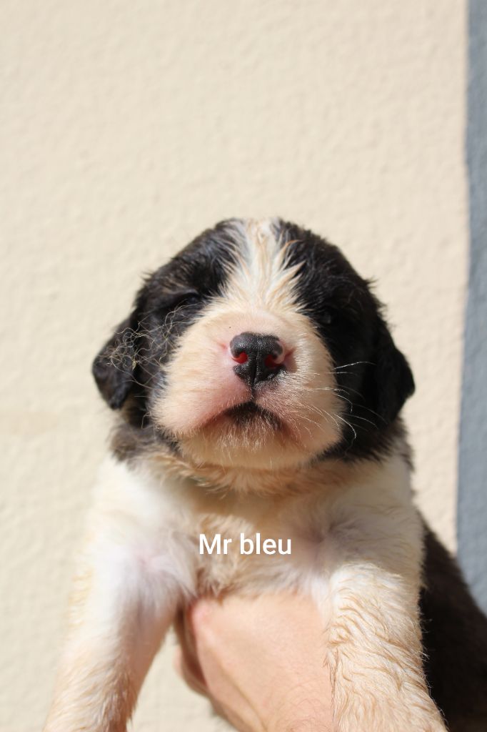 Du Royaume Des Nours - Chiots disponibles - Chien du Saint-Bernard