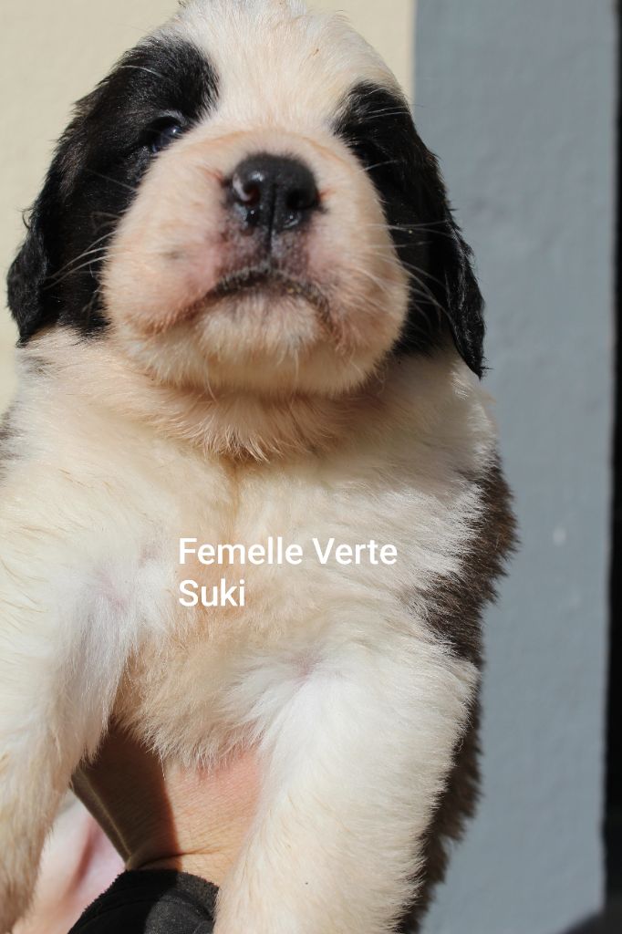 Du Royaume Des Nours - Chiots disponibles - Chien du Saint-Bernard
