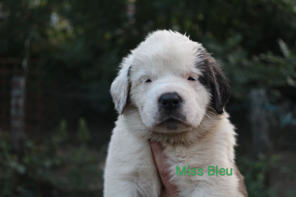 Du Royaume Des Nours - Chiots disponibles - Chien du Saint-Bernard
