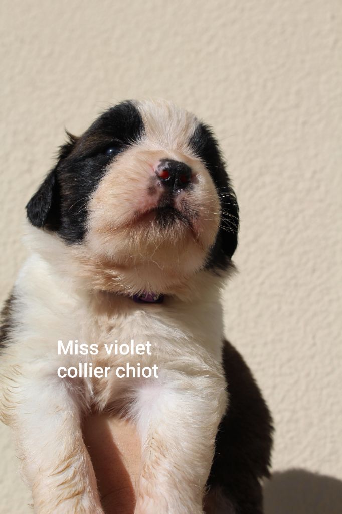 Du Royaume Des Nours - Chiots disponibles - Chien du Saint-Bernard