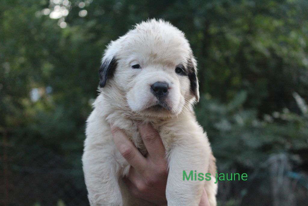Du Royaume Des Nours - Chiots disponibles - Chien du Saint-Bernard