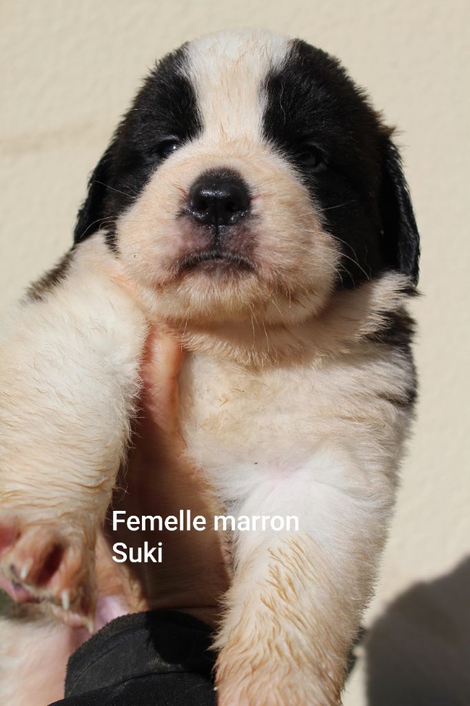Du Royaume Des Nours - Chiots disponibles - Chien du Saint-Bernard