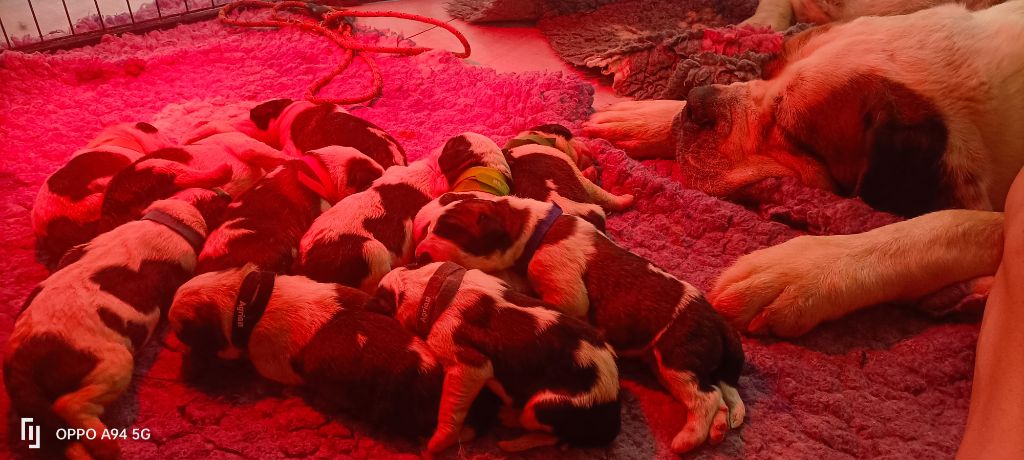 Chiot Chien du Saint-Bernard Du Royaume Des Nours