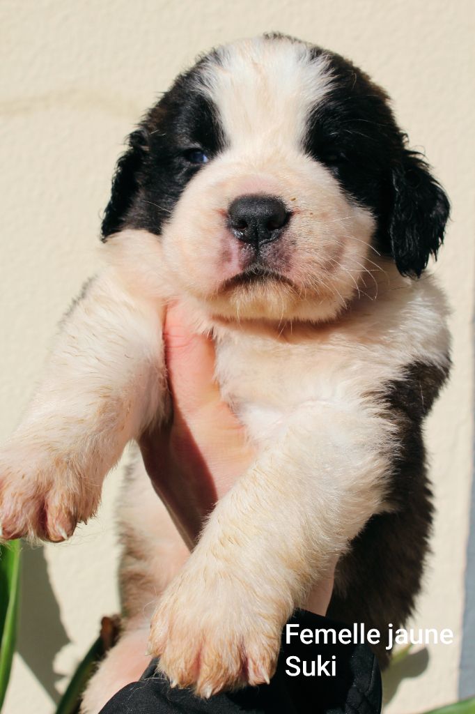 Du Royaume Des Nours - Chiots disponibles - Chien du Saint-Bernard