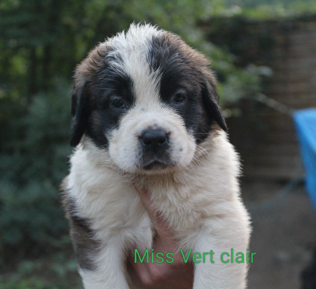 Du Royaume Des Nours - Chiots disponibles - Chien du Saint-Bernard