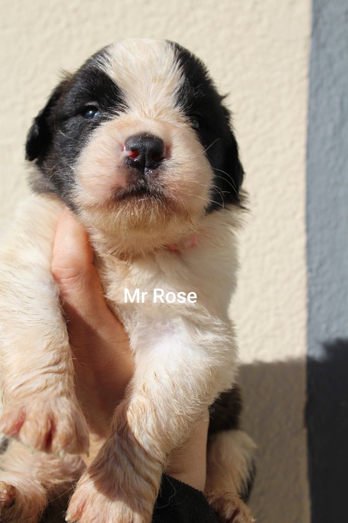 Du Royaume Des Nours - Chiots disponibles - Chien du Saint-Bernard
