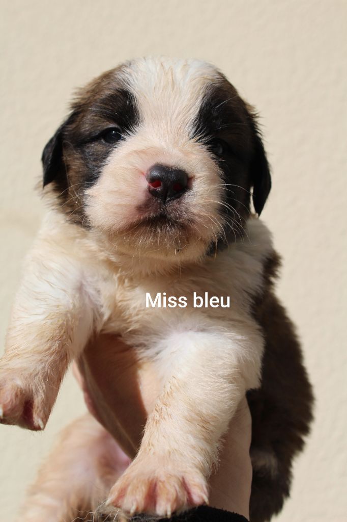 Du Royaume Des Nours - Chiots disponibles - Chien du Saint-Bernard