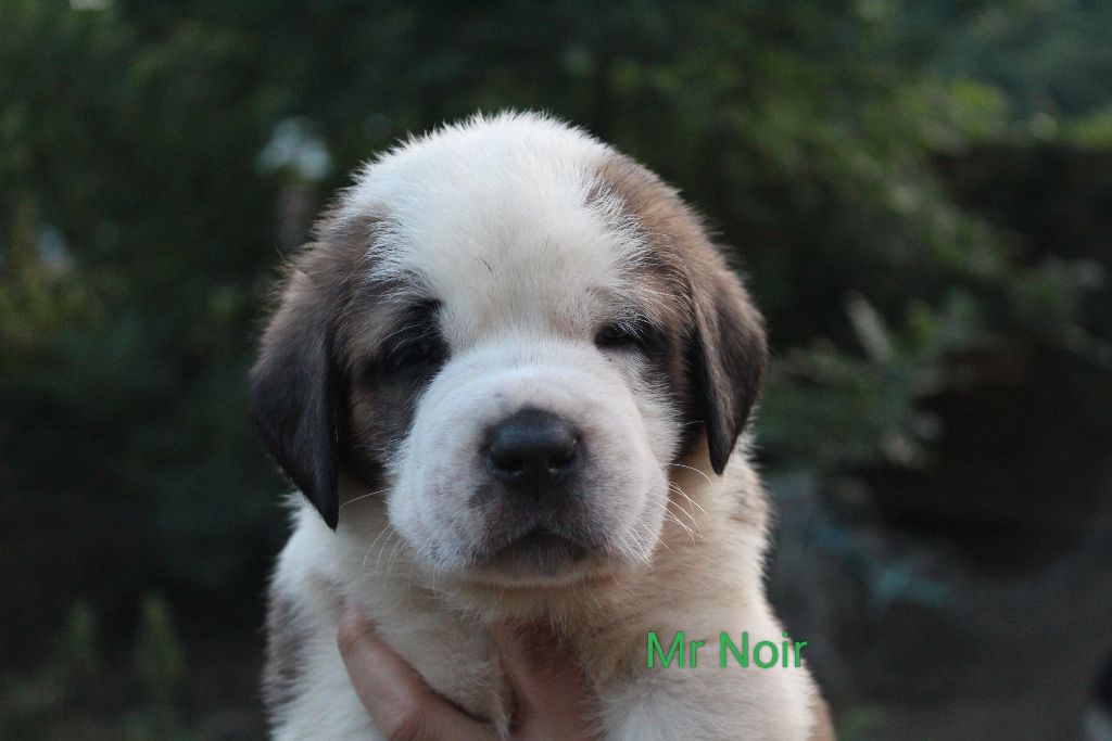 Du Royaume Des Nours - Chiots disponibles - Chien du Saint-Bernard