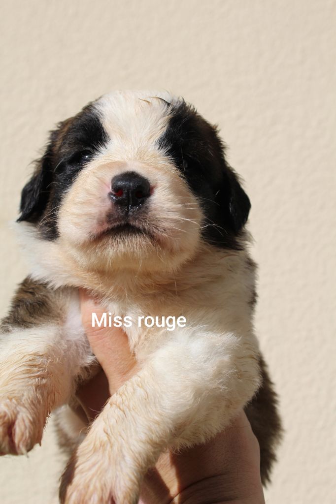 Du Royaume Des Nours - Chiots disponibles - Chien du Saint-Bernard